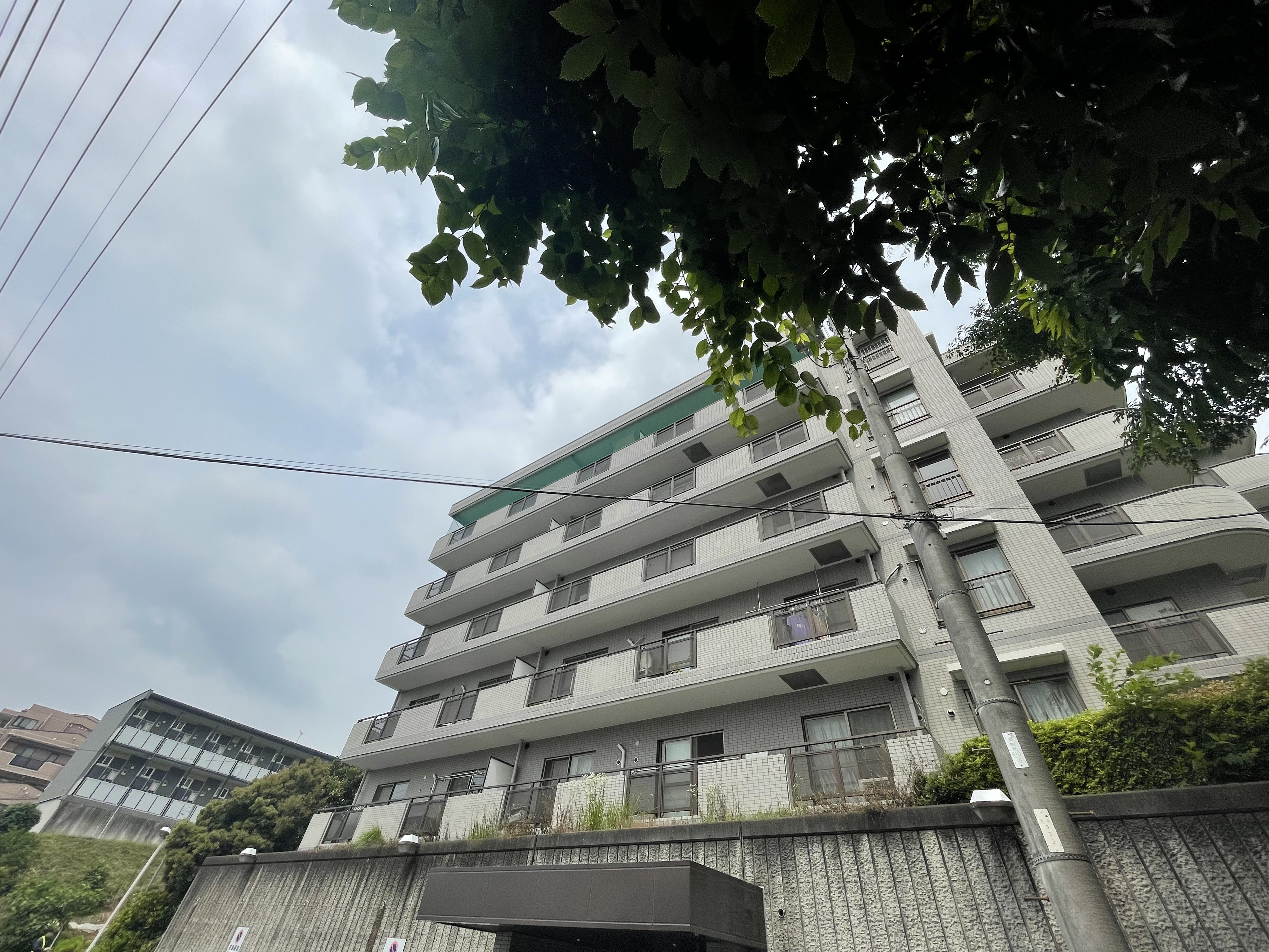 ひまわり 写真1